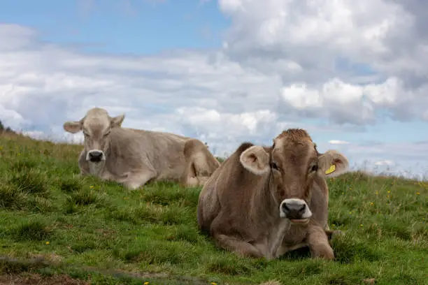 Two cows resting in the meadows