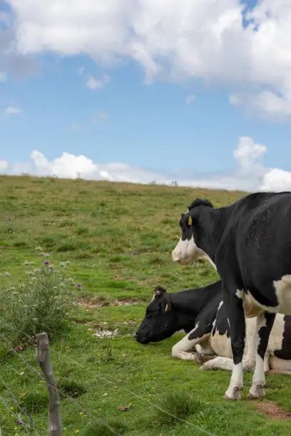 Two mottled cows resting in the meadows