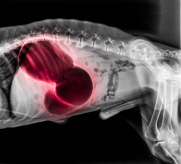 X-ray of dog lateral view red highlight in Gastric dilatation volvulus or stomach twists-Double bubble pattern indicates stomach torsion has occurred-Veterinary medicine and Veterinary anatomy Concept X-ray of dog lateral view red highlight in Gastric dilatation volvulus or stomach twists-Double bubble pattern indicates stomach torsion has occurred-Veterinary medicine and Veterinary anatomy Concept abdominal cavity stock pictures, royalty-free photos & images