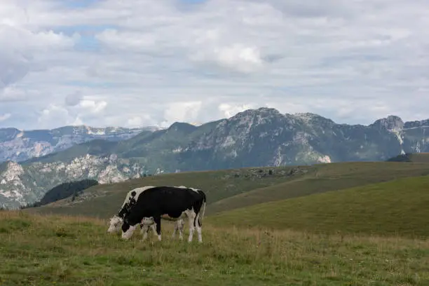 Two mottled cows eating in the meadows