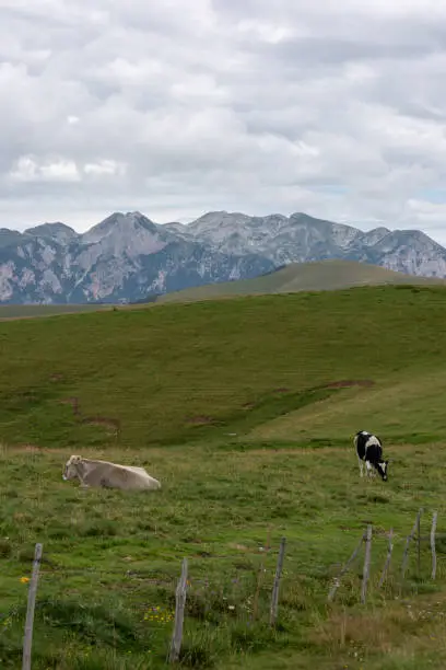 Two cows in the meadows