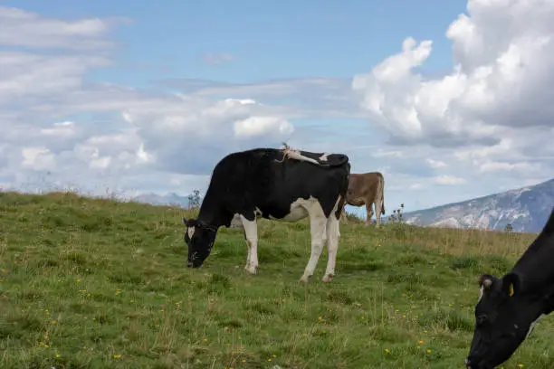 Three mottled cows eating in the meadows