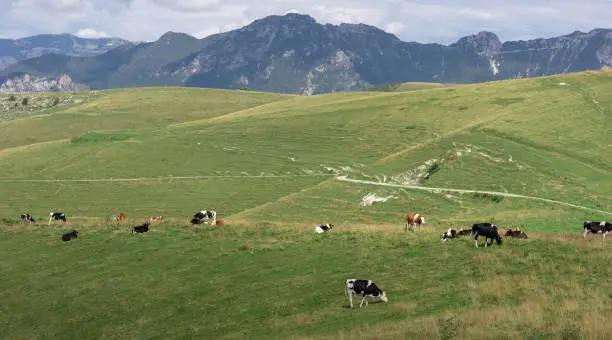 An herd of cows in the meadows