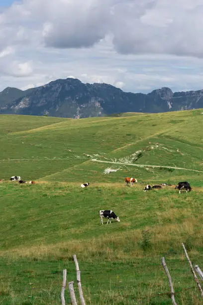 An herd of cows in the meadows