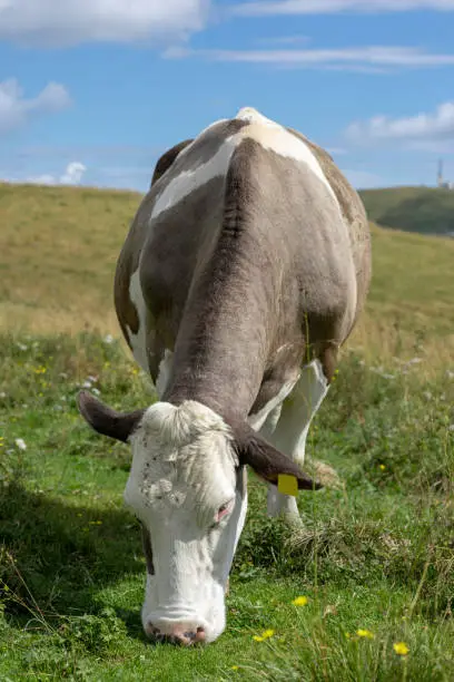 Brown and white mottled cow eating in the meadows