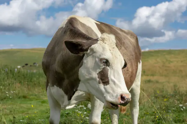 Brown and white mottled cow posing in the meadows