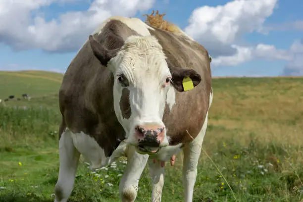 Brown and white mottled cow posing in the meadows