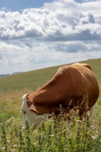 Brown and white mottled cow eating in the meadows