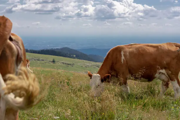 Brown mottled cows eating in the meadows