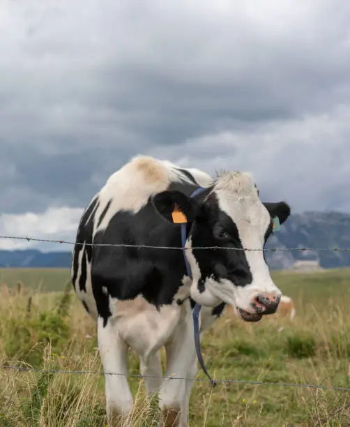 Black  and white mottled cowsposing in the meadows