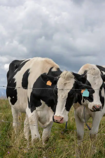 Black  and white mottled cows posing in the meadows