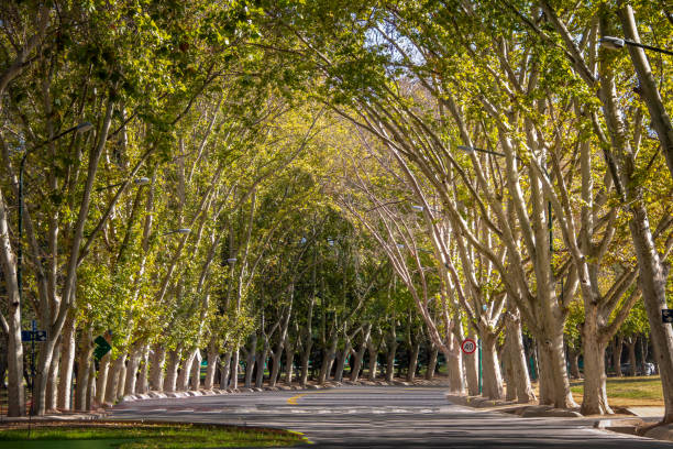 istock General San Martin Park - Mendoza, Argentina 1020140670