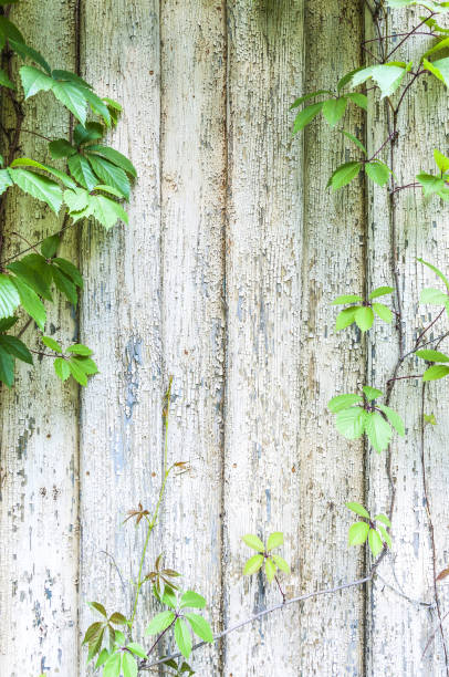 Convolvulus growing on cracked aged wooden wall painted wood planks texture background backdrop stock photo