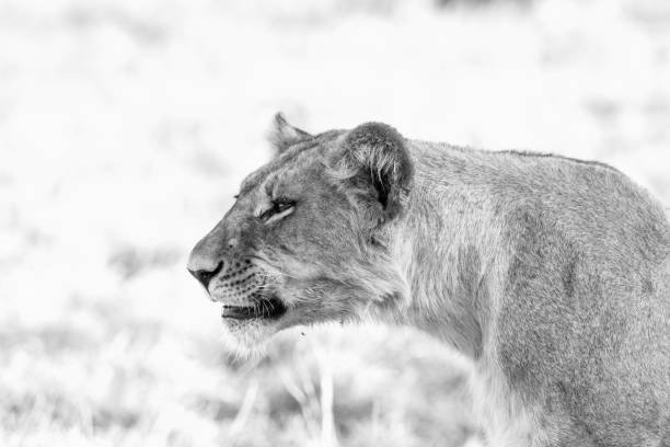 istock Lion scanning the horizon 1020143244