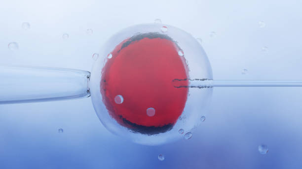istock Microscopic research of in vitro fertilization IVF 1020145126