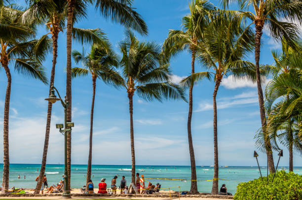 Tall Coconut Palm trees line this section of Waikiki Beach in Honolulu on the Island of Oahu, Hawaii.