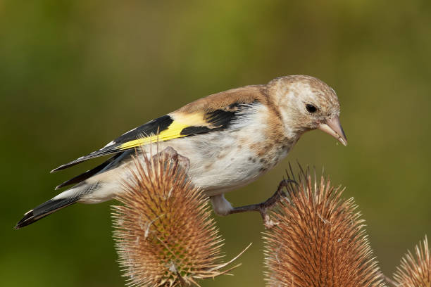 istock European goldfinch (Carduelis carduelis) 1020149442