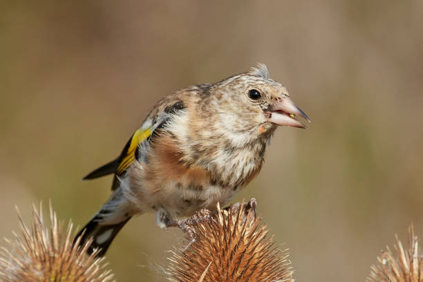 istock European goldfinch (Carduelis carduelis) 1020150014