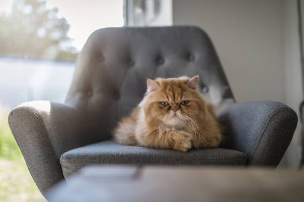 chat persan, couché sur un armchar - animal fur domestic cat persian cat photos et images de collection