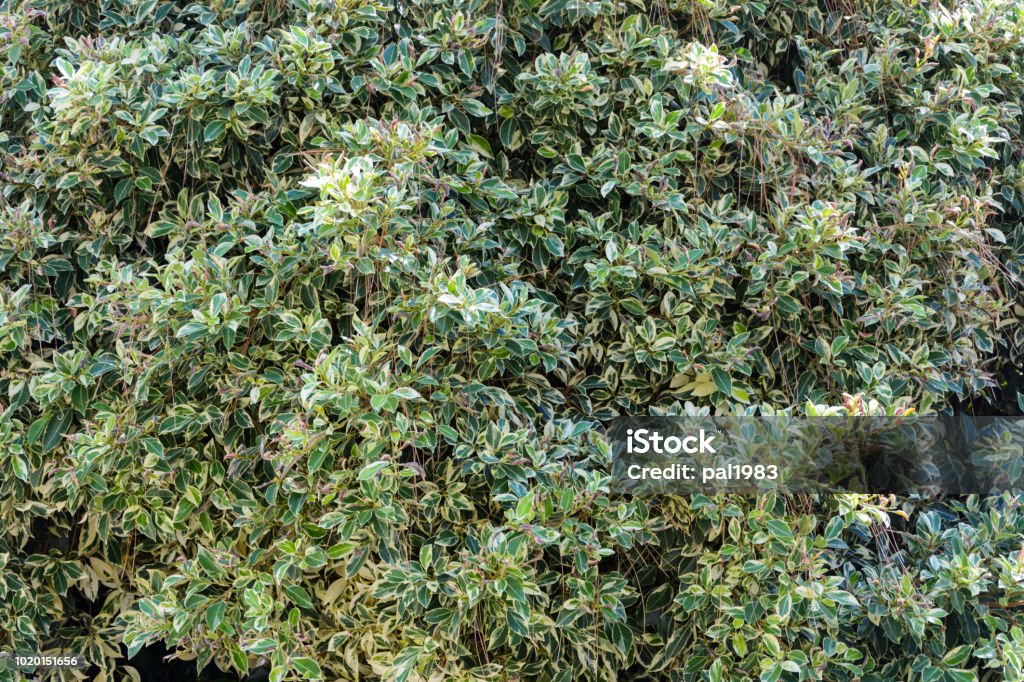 background hedge of green garden ivy leaves Abstract Stock Photo