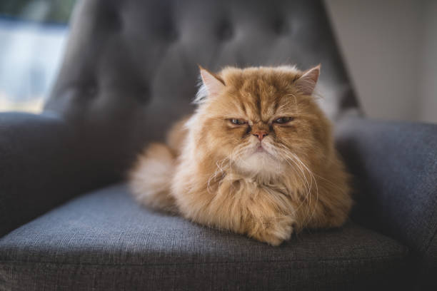 istock Displeased Persian cat on an armchair 1020152120