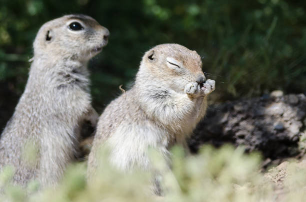 istock Adorable Little Ground Squirrel Rubbing His Face 1020155386