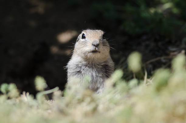 istock Adorable Little Ground Squirrel Making Direct Eye Contact 1020155392