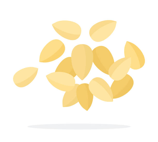 Pile of pine nuts flat isolated Pile of pine nuts vector flat material design isolated on white pine nut stock illustrations