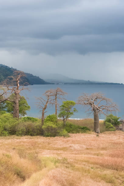 sao tome, beautiful landscape - equatorial guinea imagens e fotografias de stock
