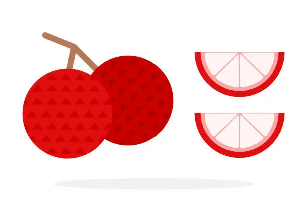 Vector illustration of Two lychee fruit on a branch and two lychee wedges flat isolated