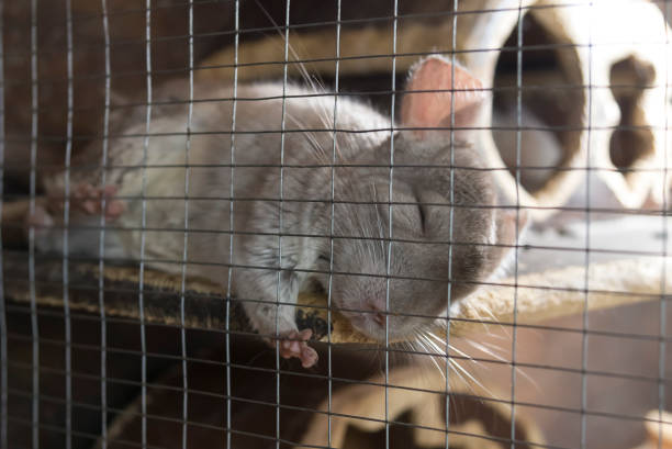 istock A little cute chinchilla sleeps peacefully in the cage 1020163924