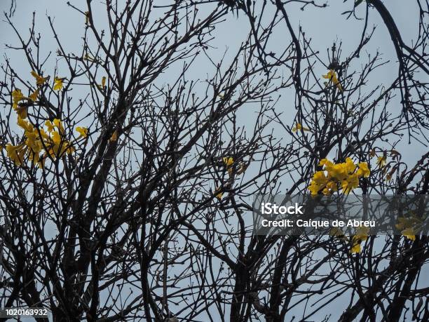 Foto de Flores De Ipê Amarelo Em Uma Árvore e mais fotos de stock de Beleza  - Beleza, Beleza natural - Natureza, Botânica - Assunto - iStock