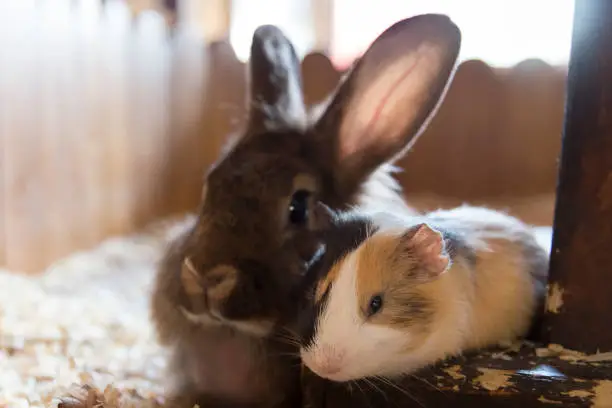 Two friends: a guinea pig and a rabbit lie side by side in their house