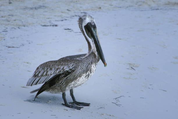 pelicano-pardo em uma praia de sandy, cancun, méxico. - sandy brown day the americas north america - fotografias e filmes do acervo