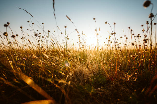 istock Beautiful wild flowers in a meadow 1020166760