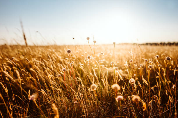 istock Beautiful wild flowers in a meadow 1020166894