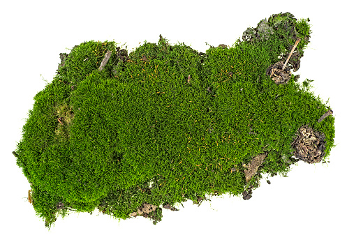 Green moss on white background. Top view.