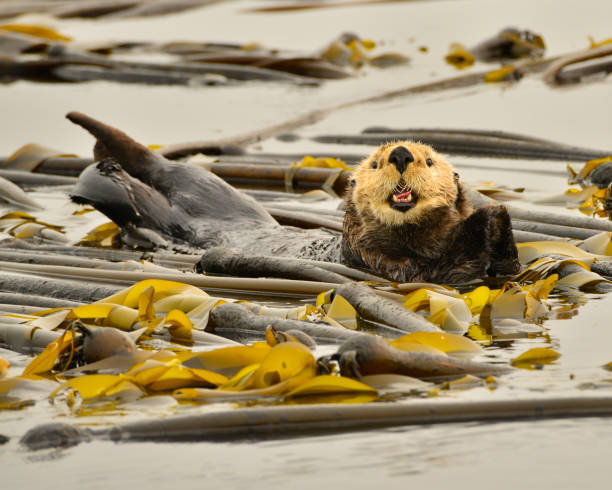 Ollie Closeup shot of Ollie the sea otter in bull kelp off the coast of Vancouver Island, British Columbia, Canada sea otter stock pictures, royalty-free photos & images