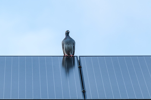 Homing pigeon on solar panel at the top of the roof of my house.