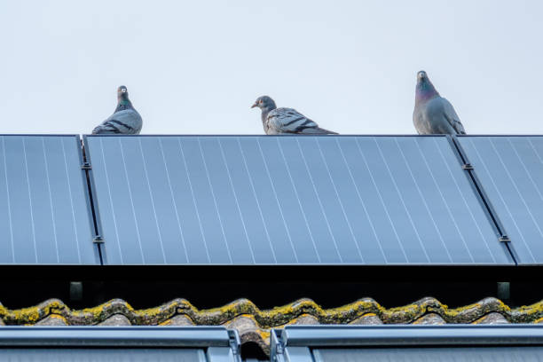 istock Homing pigeons enjoy the view from a solar panel. 1020170360