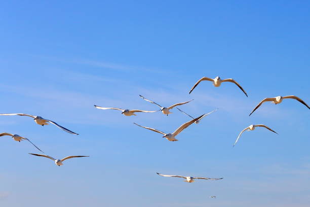 istock Flock of seagull gull birds flying hovering swooping in sky on a sunny clear blue day 1020172798