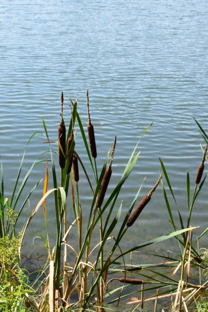 istock caldera lake 'Holzmaar' in Eifel region 1020172966