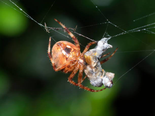 istock Garden Spider, Araneus diadematus 1020173440