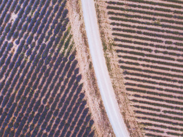 istock drone view of road in fields, aerial geometrical texture landscape 1020178582