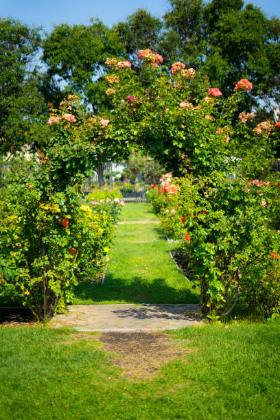 istock Rose door in Rose Gardens 1020181410