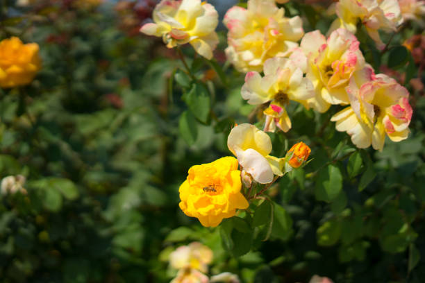 istock yellow roses in Rose Gardens 1020184054