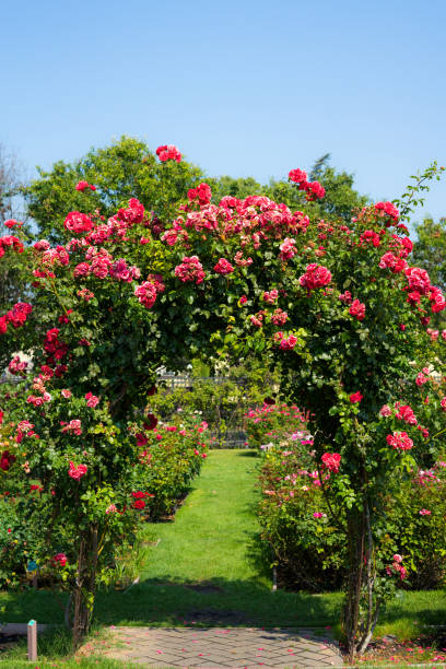 istock Rose door in Rose Gardens 1020186266