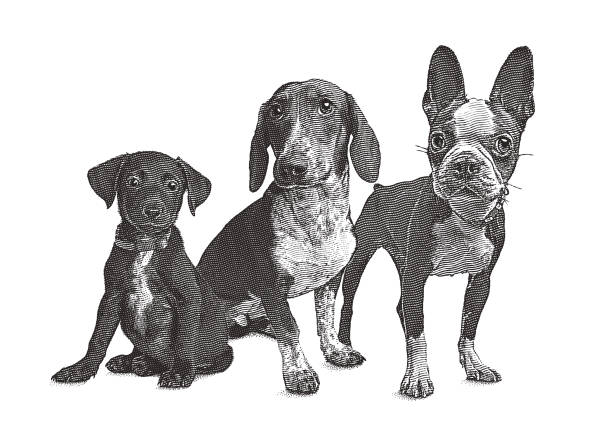 Engraving illustration of a group of 3 dogs in animal shelter hoping to be adopted