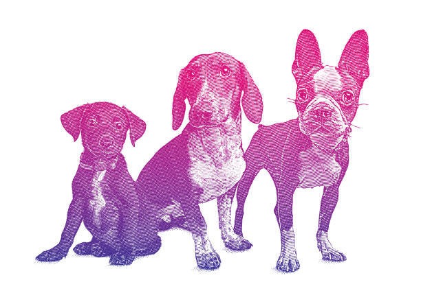 Engraving illustration of a group of 3 dogs in animal shelter hoping to be adopted