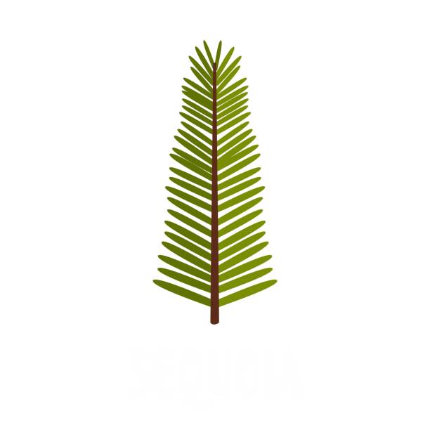 ikona liści sequoia, styl płaski - tree growth sequoia rainforest stock illustrations